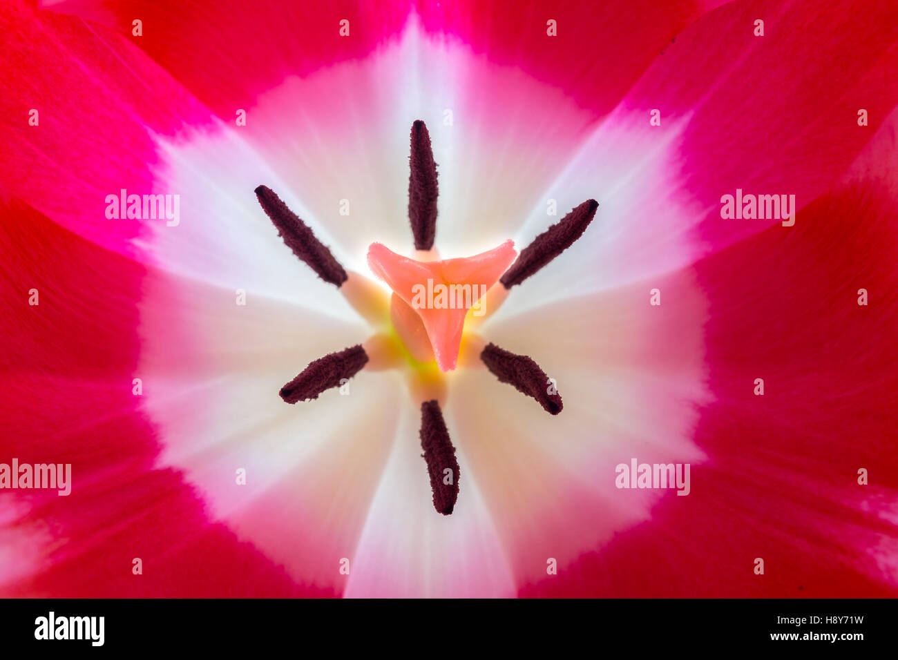 Close up view of a red british wild flower showing the stigma and