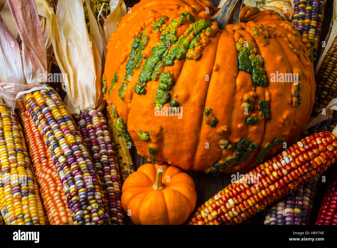 Pumpkins And Indian Corn Harvest Stock Photo