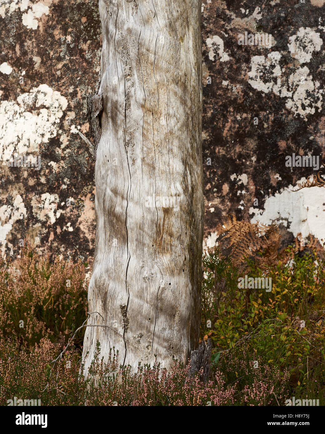 Dead tree trunk with no bark against lichen covered rock Stock Photo