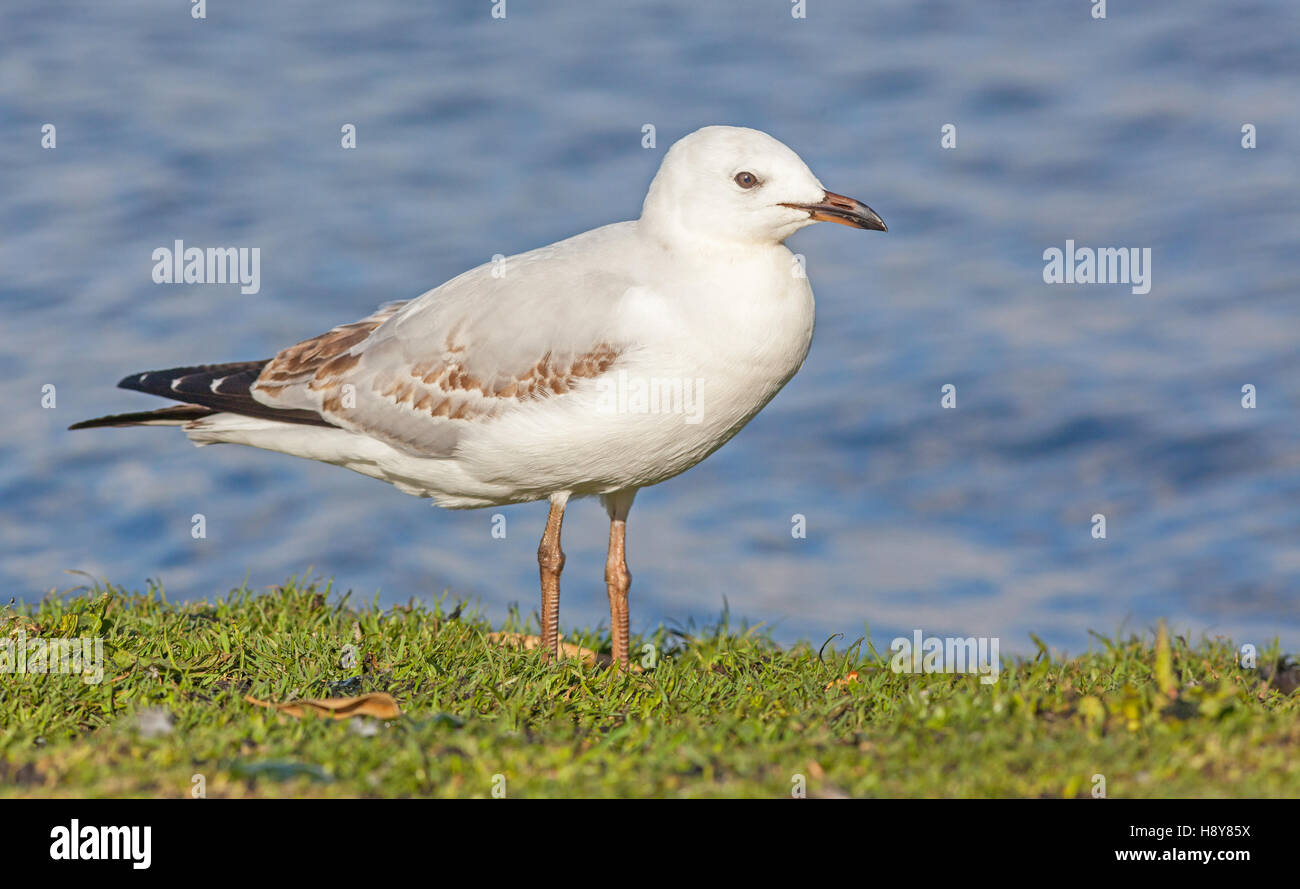 A juvenile silver gull (Chroicocephalus novaehollandiae) beside the ...