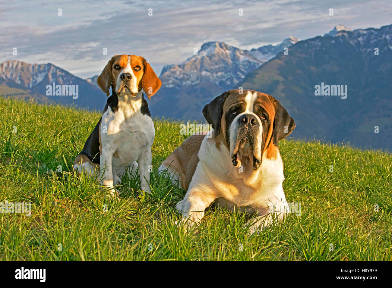 Beagle and Saint Bernard Dog sitting together in meadow with