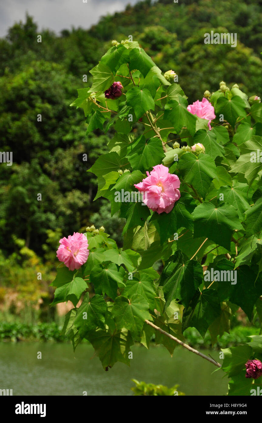 Cotton Rose (Hibiscus mutabilis) Stock Photo