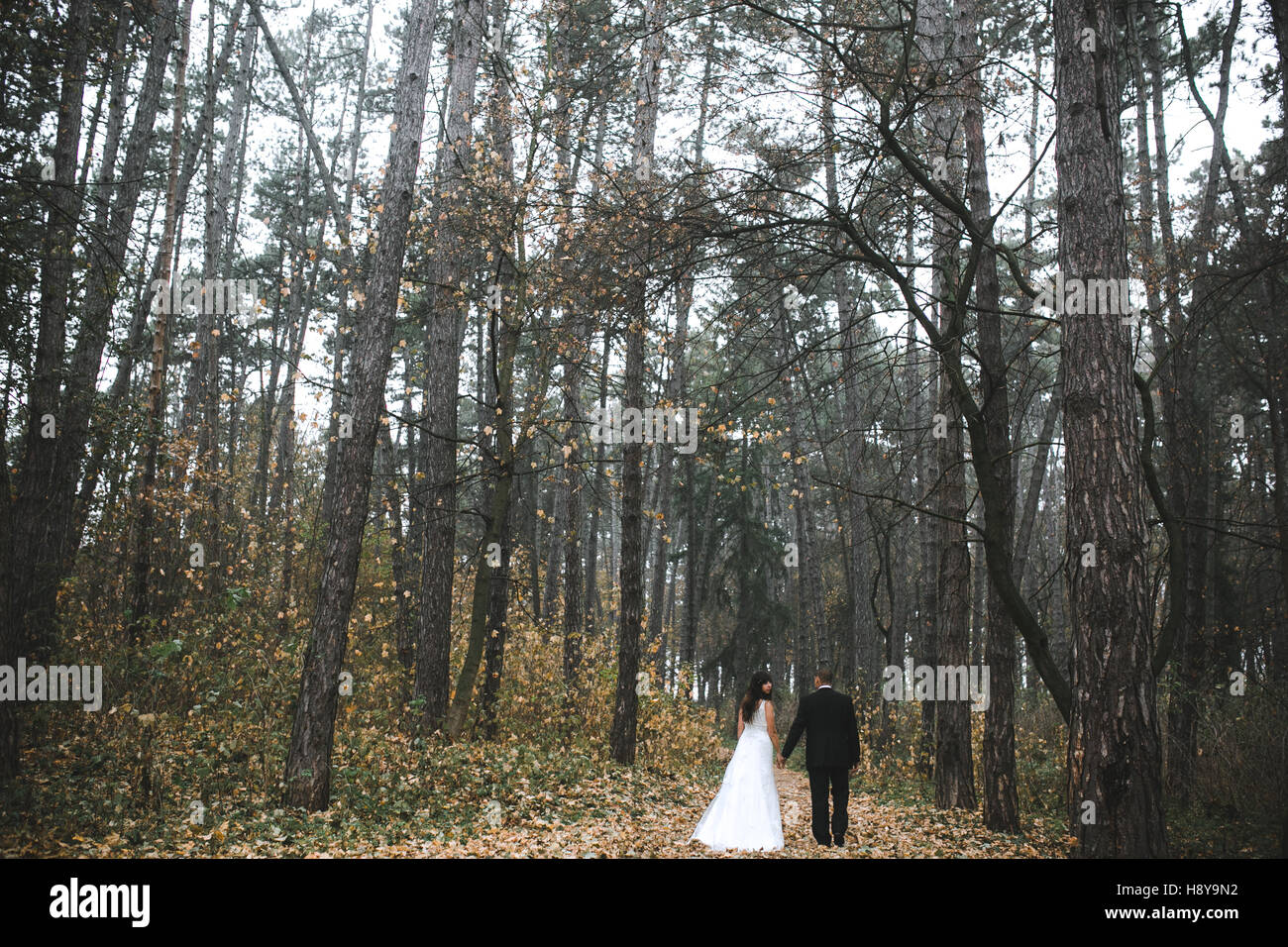 happy bride and groom posing in the autumn forest Stock Photo - Alamy