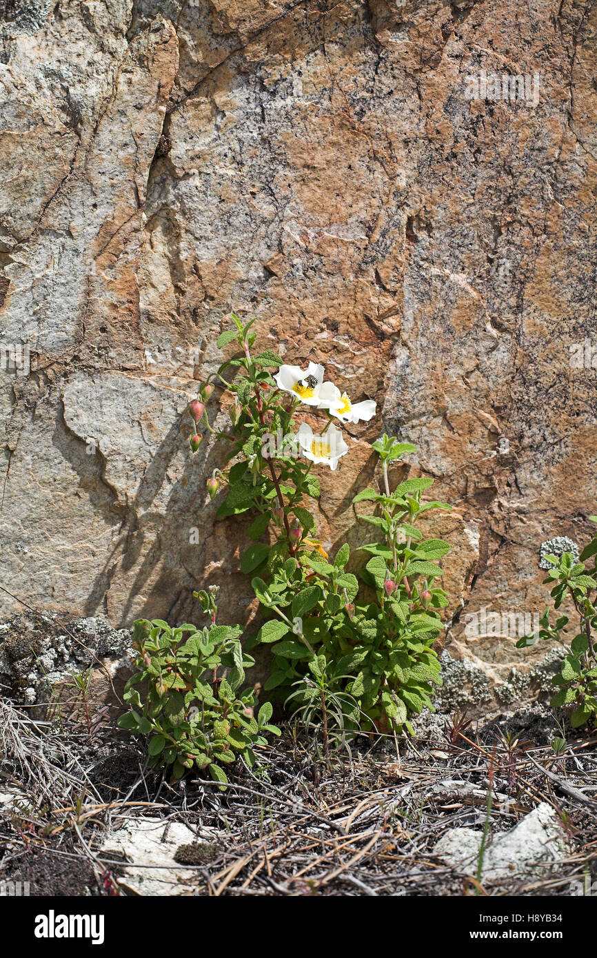 Sageleaved cistus Cistus salvifolius growing by rock Verjellu Valley near Vivario Corsica