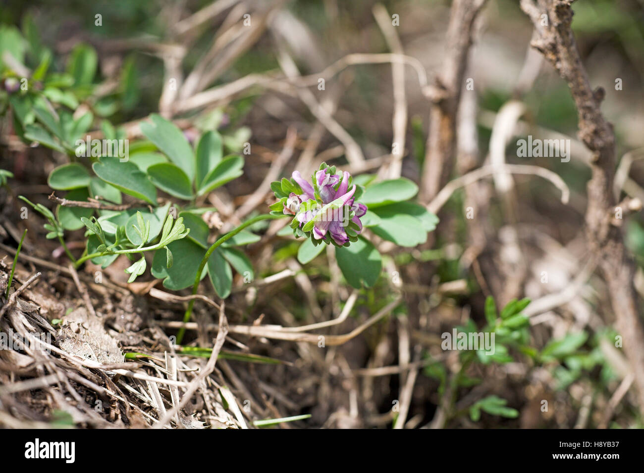 Bulbous corydalis Corydalis bulbosa Restonica Valley near Corte Corsica France Stock Photo