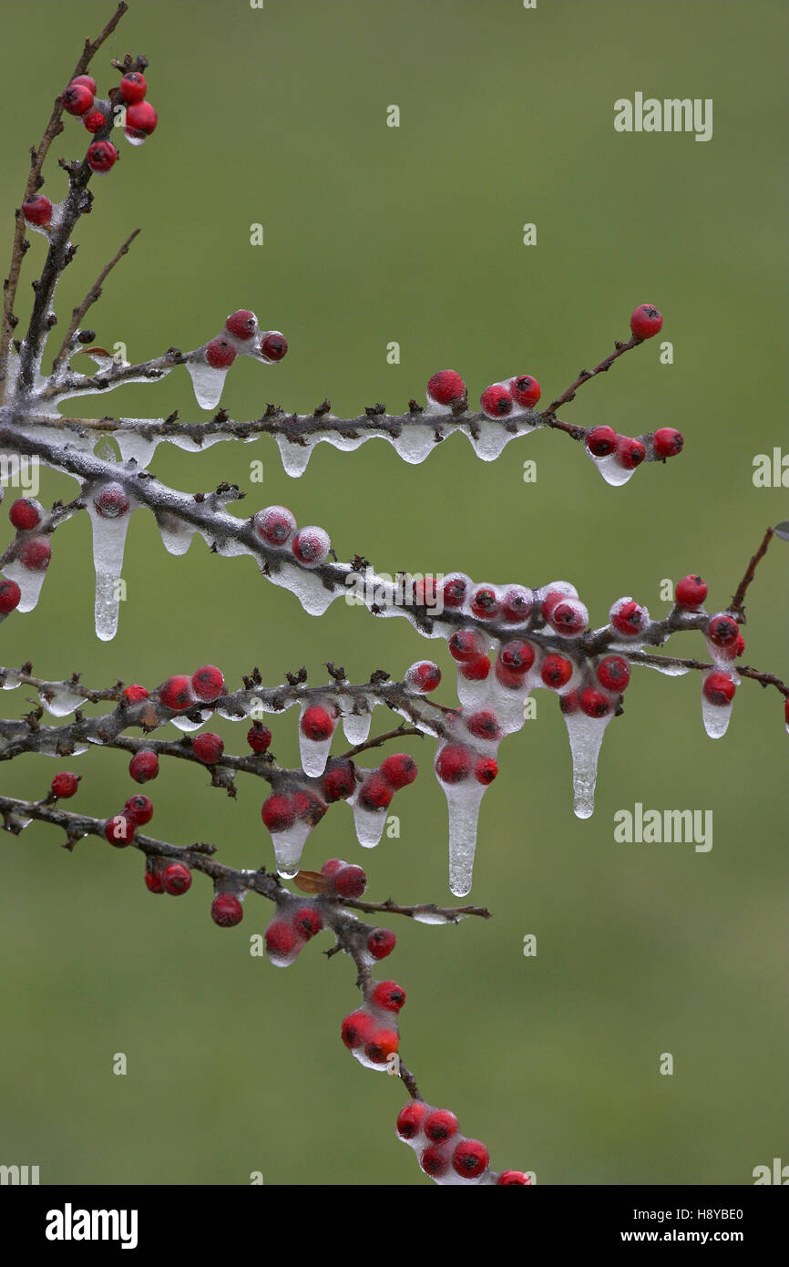Cotoneaster horizantalis frozen rain and berries in winter garden Ringwood Hampshire England Stock Photo