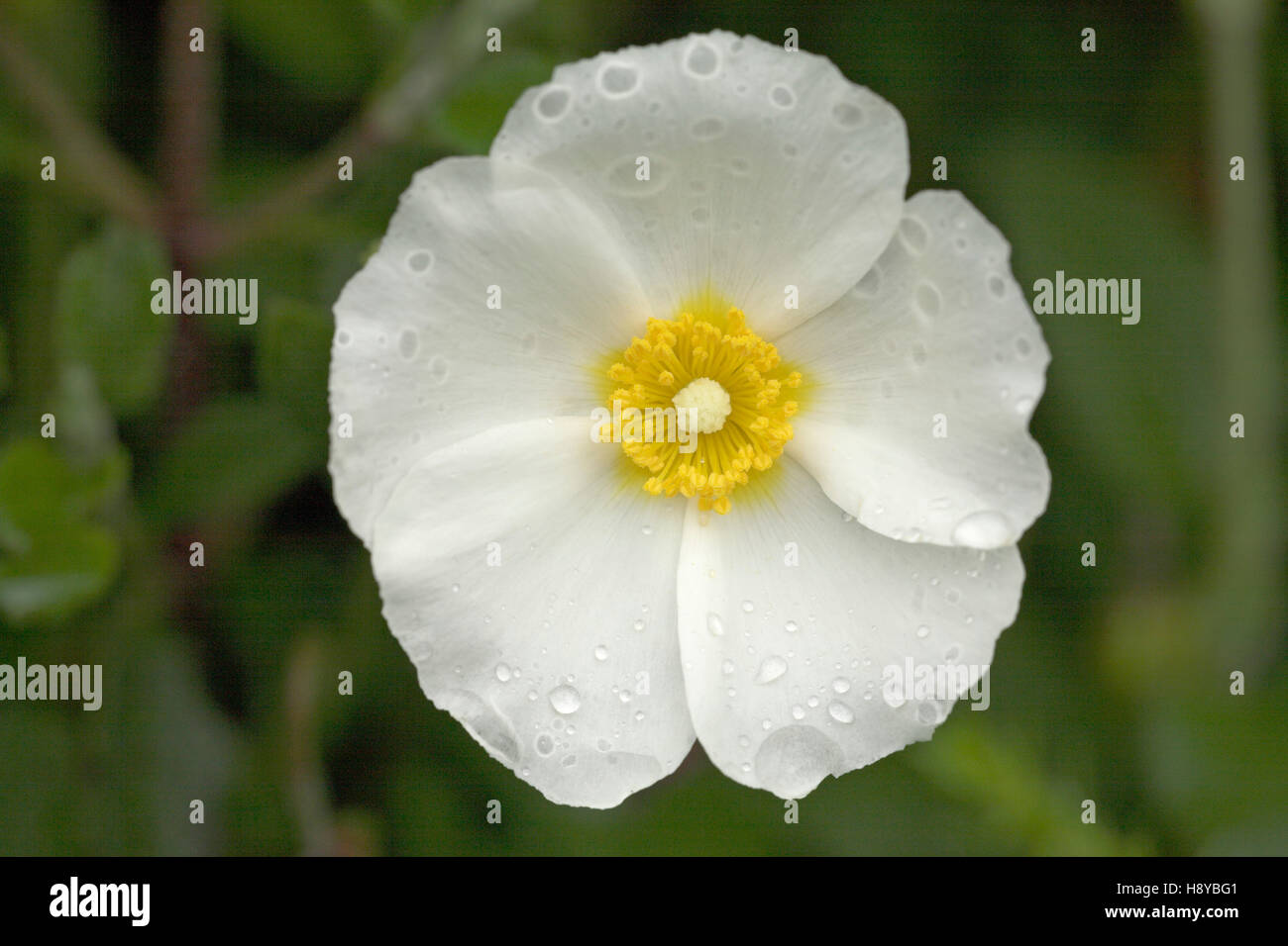 Sageleaved cistus Cistus salvifolius Corsica France Stock Photo Alamy