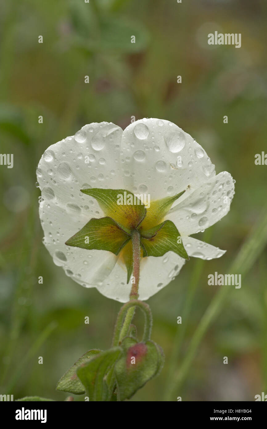 Sageleaved cistus Cistus salvifolius Corsica France Stock Photo Alamy