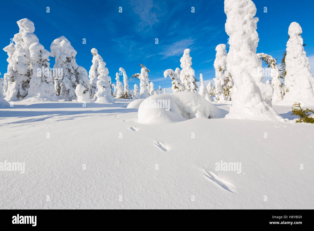 Frozen heavy snow on trees in beautiful landscape in Lapland Stock ...