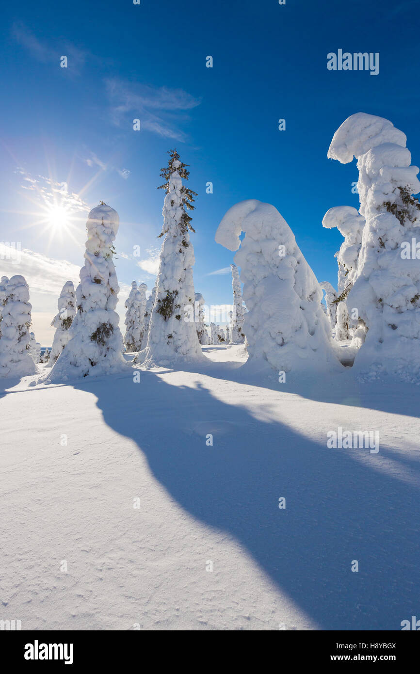Frozen heavy snow on trees in beautiful landscape in Lapland Stock ...