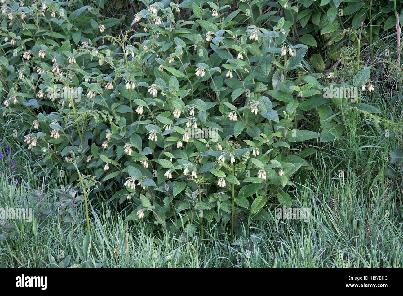 Tuberous comfrey Symphytum tuberosum near Savary Scotland Stock Photo