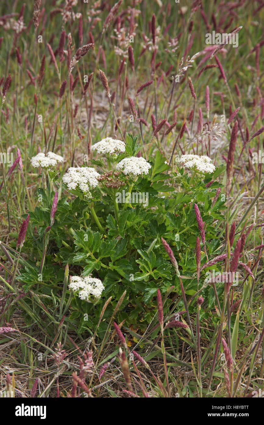 Wild celery Apium australe Falkland Islands Stock Photo Alamy