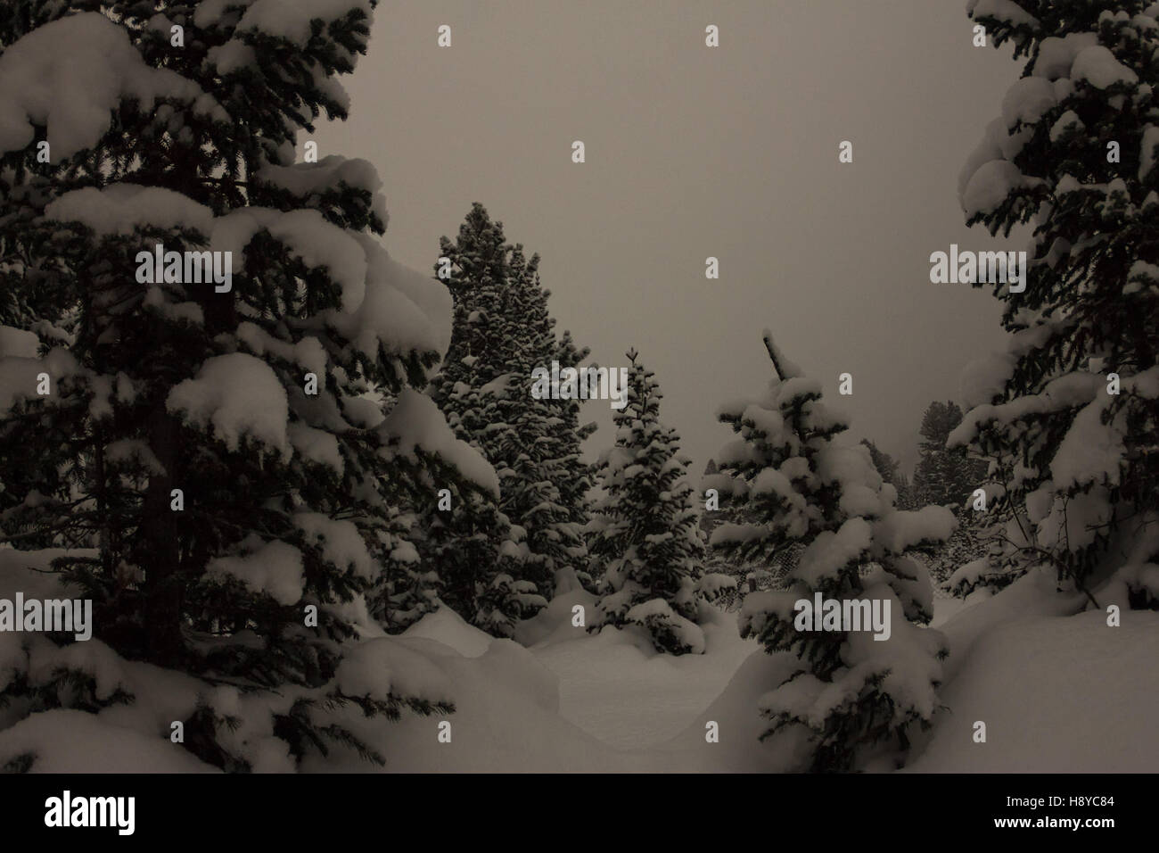 Pine trees in snow snowfall hi-res stock photography and images - Alamy
