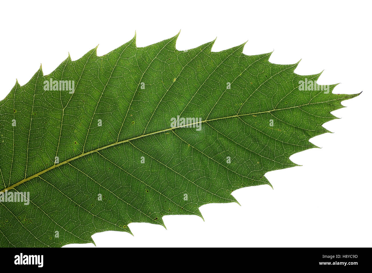 Sweet chestnut Castanea sativa leaf (studio shot) September 2012 Stock Photo