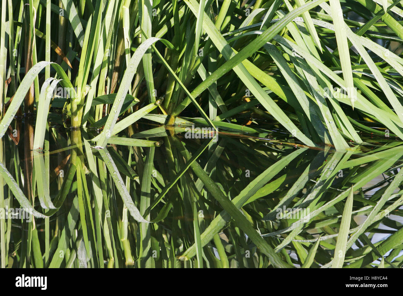 Reed canary-grass Phalaris arundinacea leaves reflected in the River Avon Hampshire Hatches Ringwood Hampshire England UK October 2012 Stock Photo