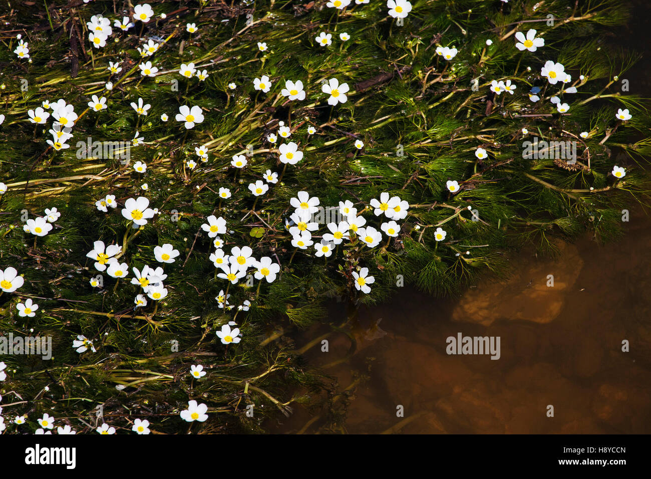 Common water crowfoot Ranunculus aquatilis in a stream near Castro Verde Alentejo Region Portugal Stock Photo