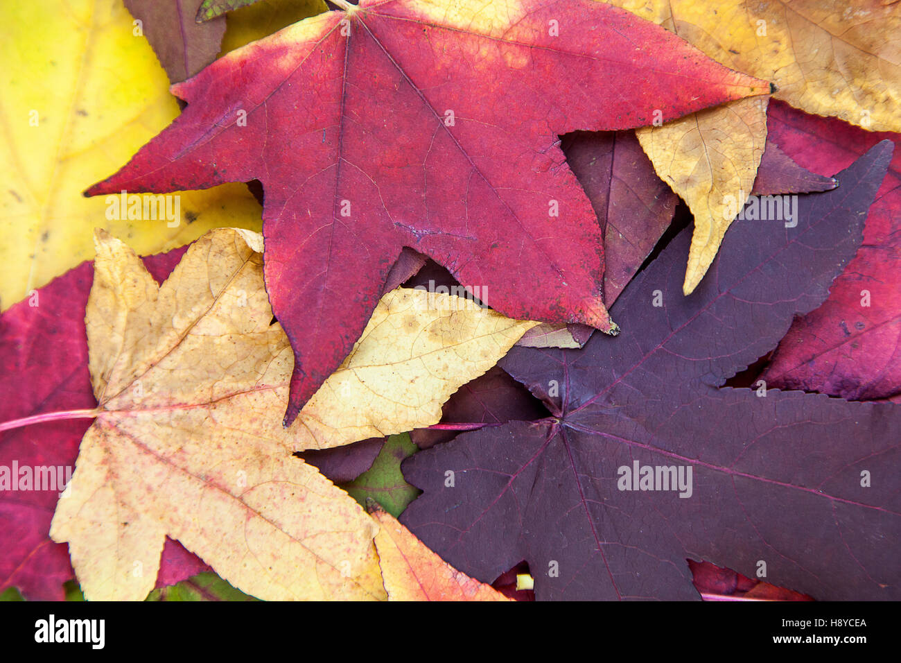 Colorful fall leaves Stock Photo