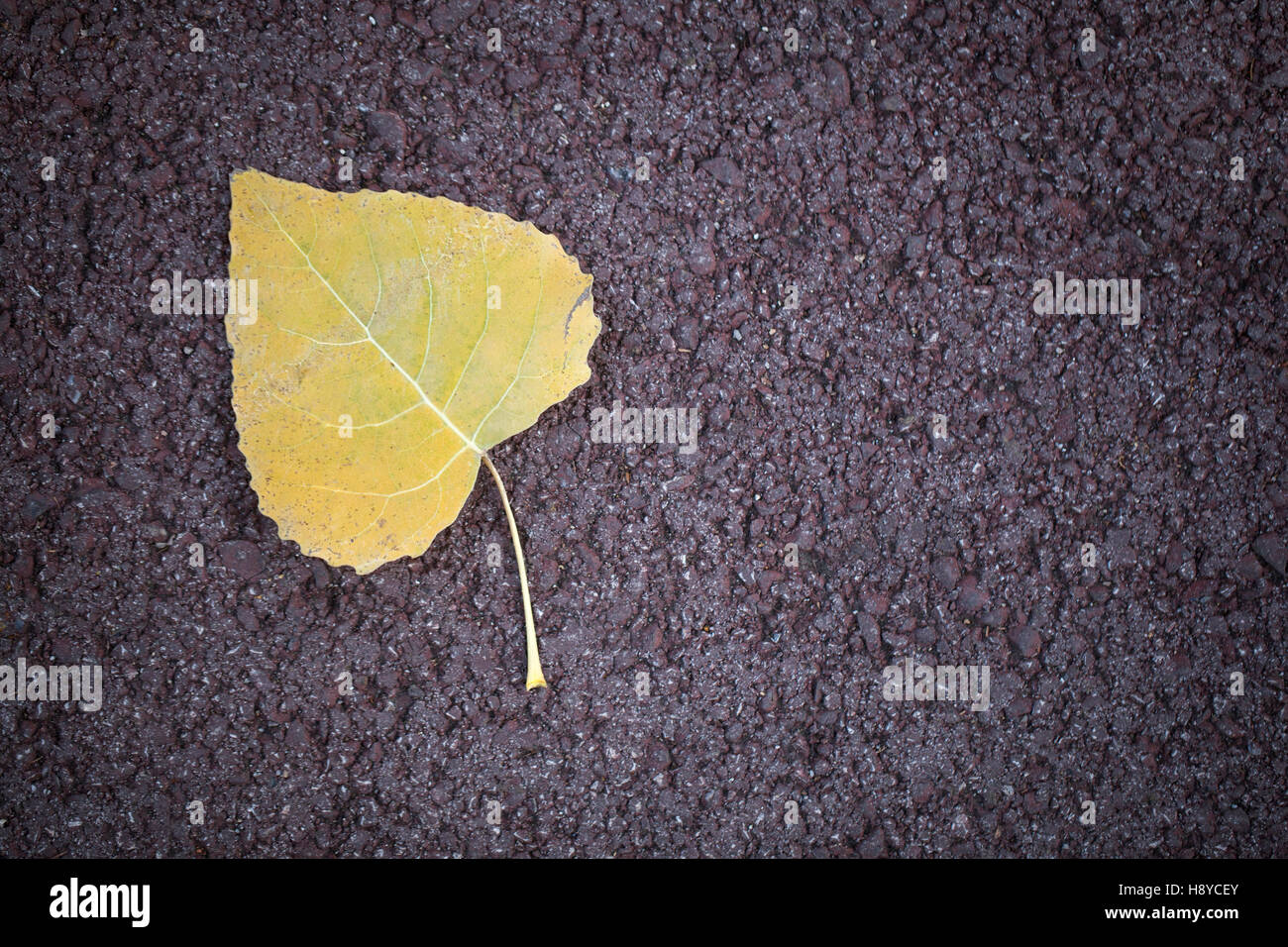 Fallen autumn leaf on pavement Stock Photo - Alamy