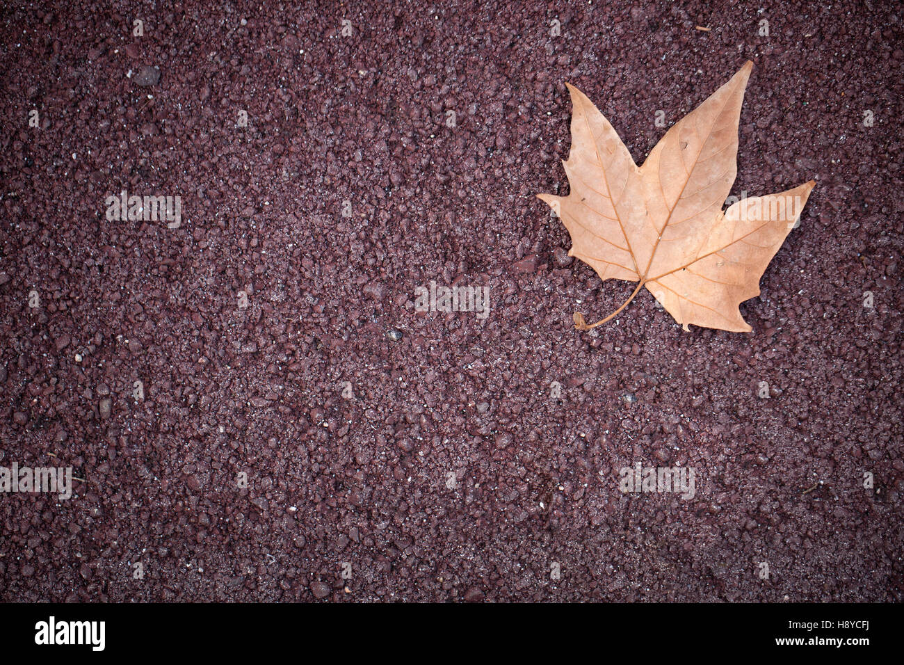 Fallen autumn leaf on red pavement Stock Photo - Alamy