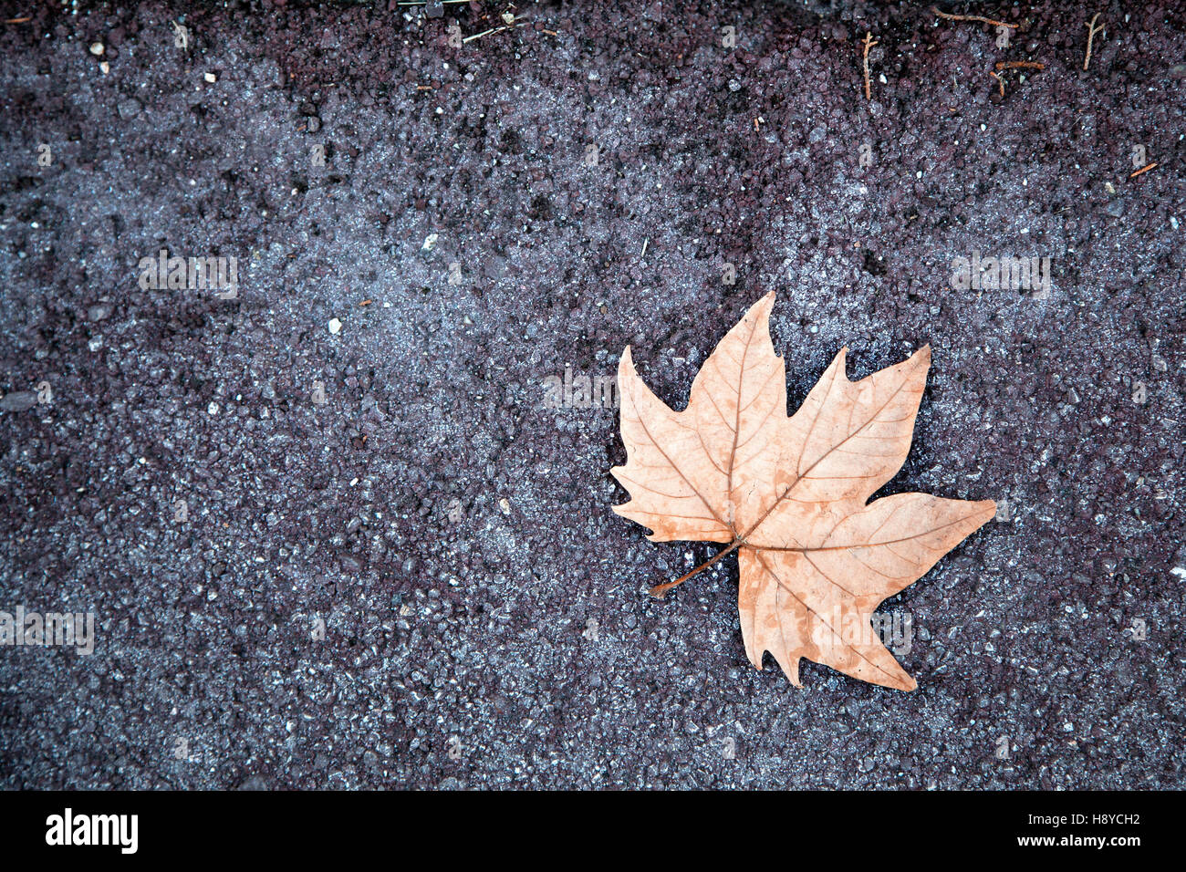 Fallen autumn leaf on pavement Stock Photo - Alamy