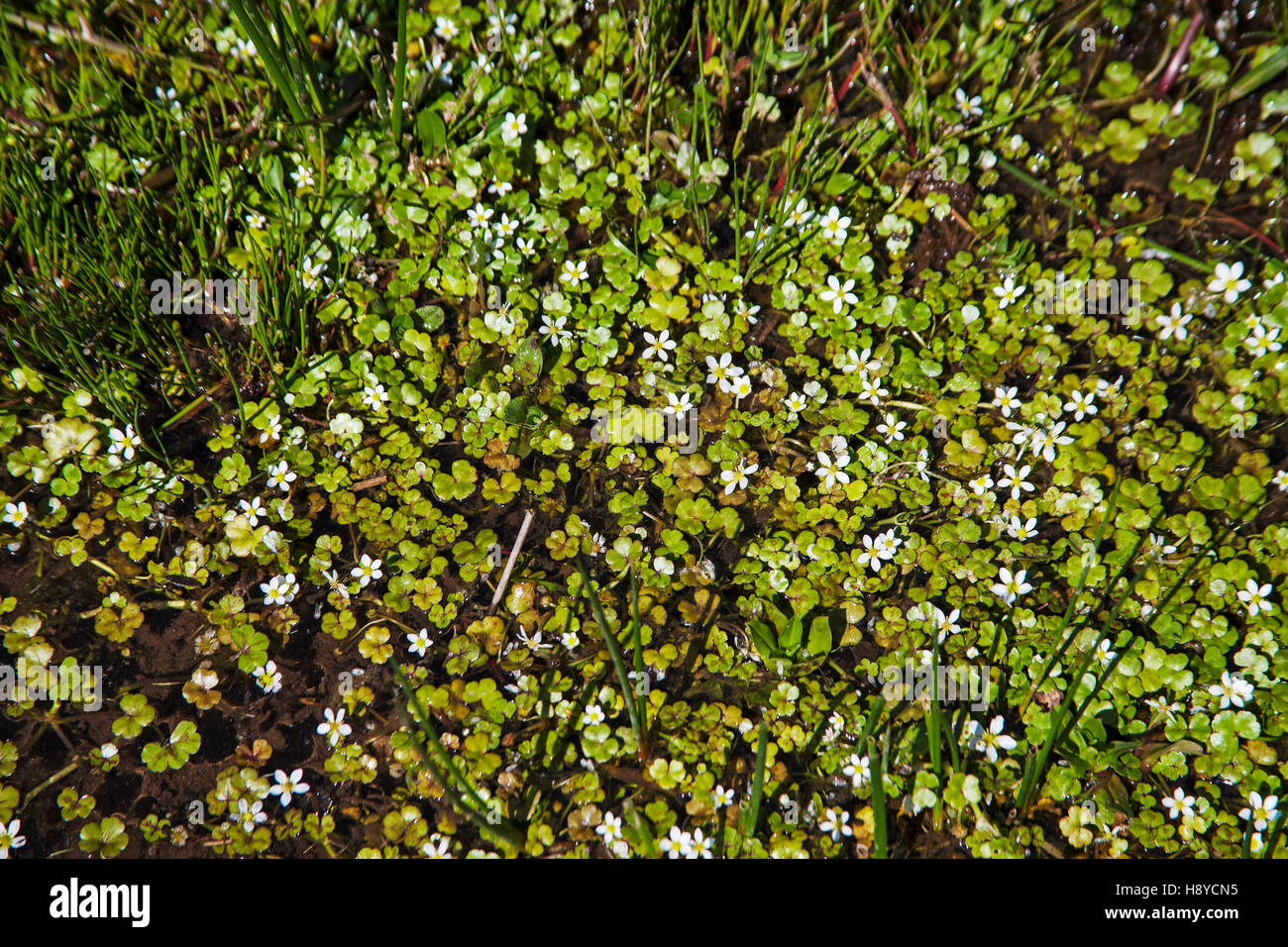 Round-leaved water crowfoot Ranunculus omiophyllus near Headland Warren
