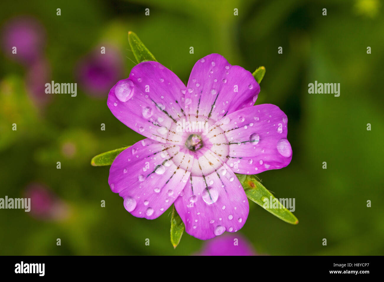 Corncockle Agrostemma githago flower with raindrops Ringwood Hampshire