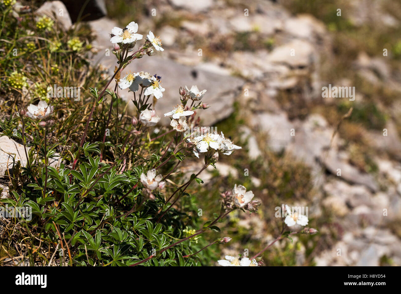 Alchemilla-leaved cinquefoil Potentilla alchimilloides Cirque de Troumouse Pyrenees National Park France July 2015 Stock Photo