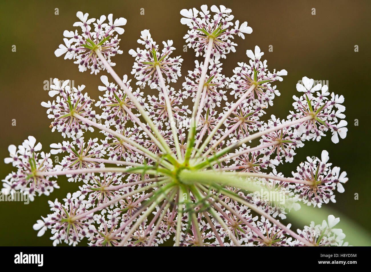 Wild carrot Daucus carota showing underside near Hautacam Pyrenees National Park France July 2015 Stock Photo