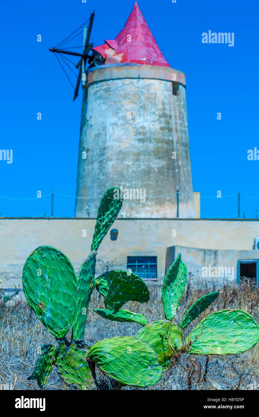 abandoned windmill in a plant for the production of sea salt (salina). Trapani, Sicily. Italy In the foreground a sapling of prickly pears Stock Photo