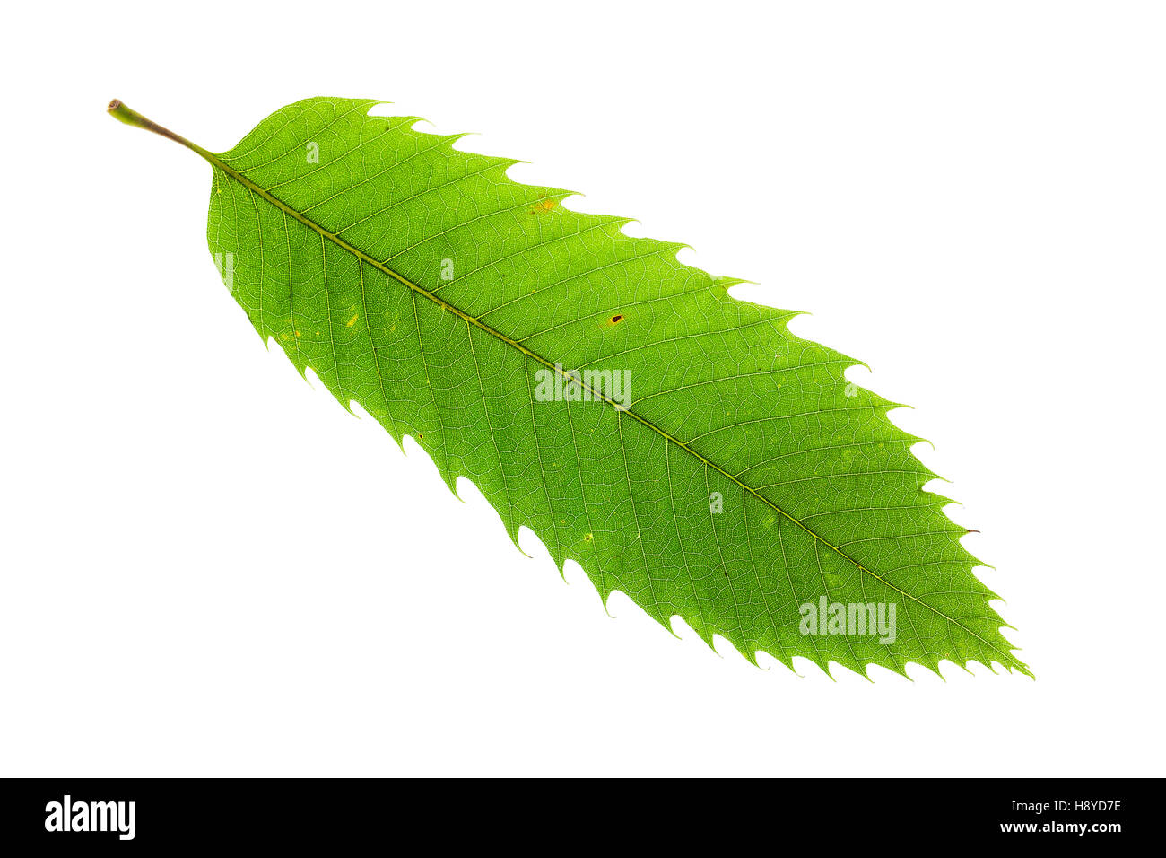 Sweet chestnut Castanea sativa individual leaf on lightbox Ringwood Hampshire England UK October 2015 Stock Photo