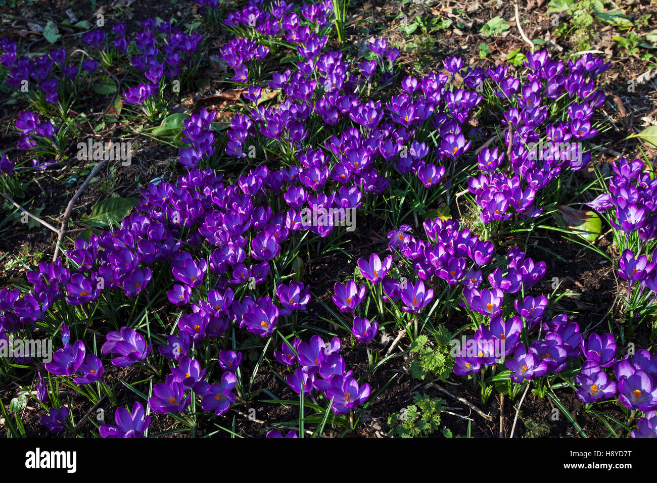 Crocus flowers in Jubilee Gardens Ringwood Hampshire England UK March 2016 Stock Photo