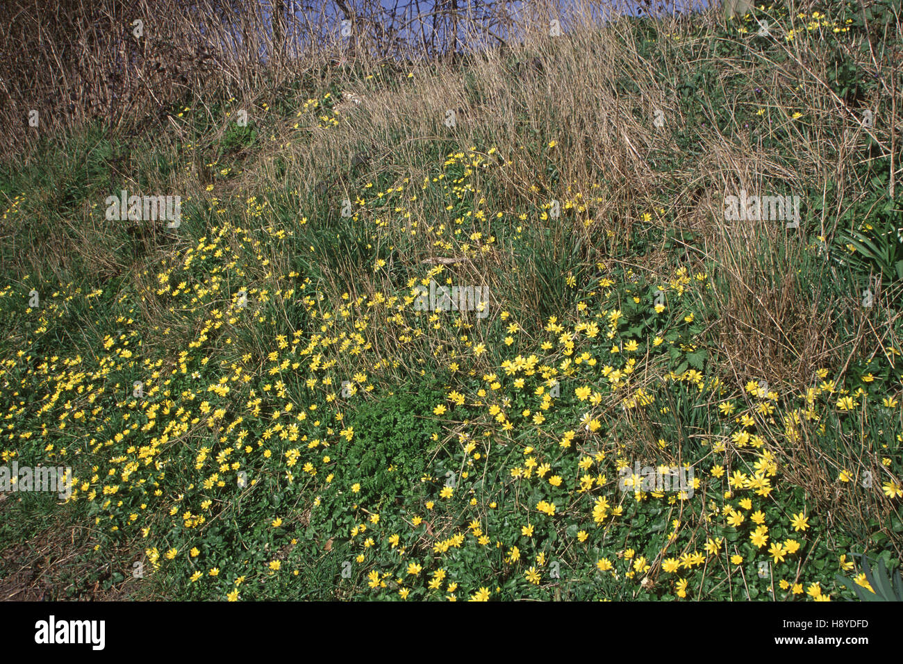 Lesser celandine Ranunculus ficaria Stock Photo