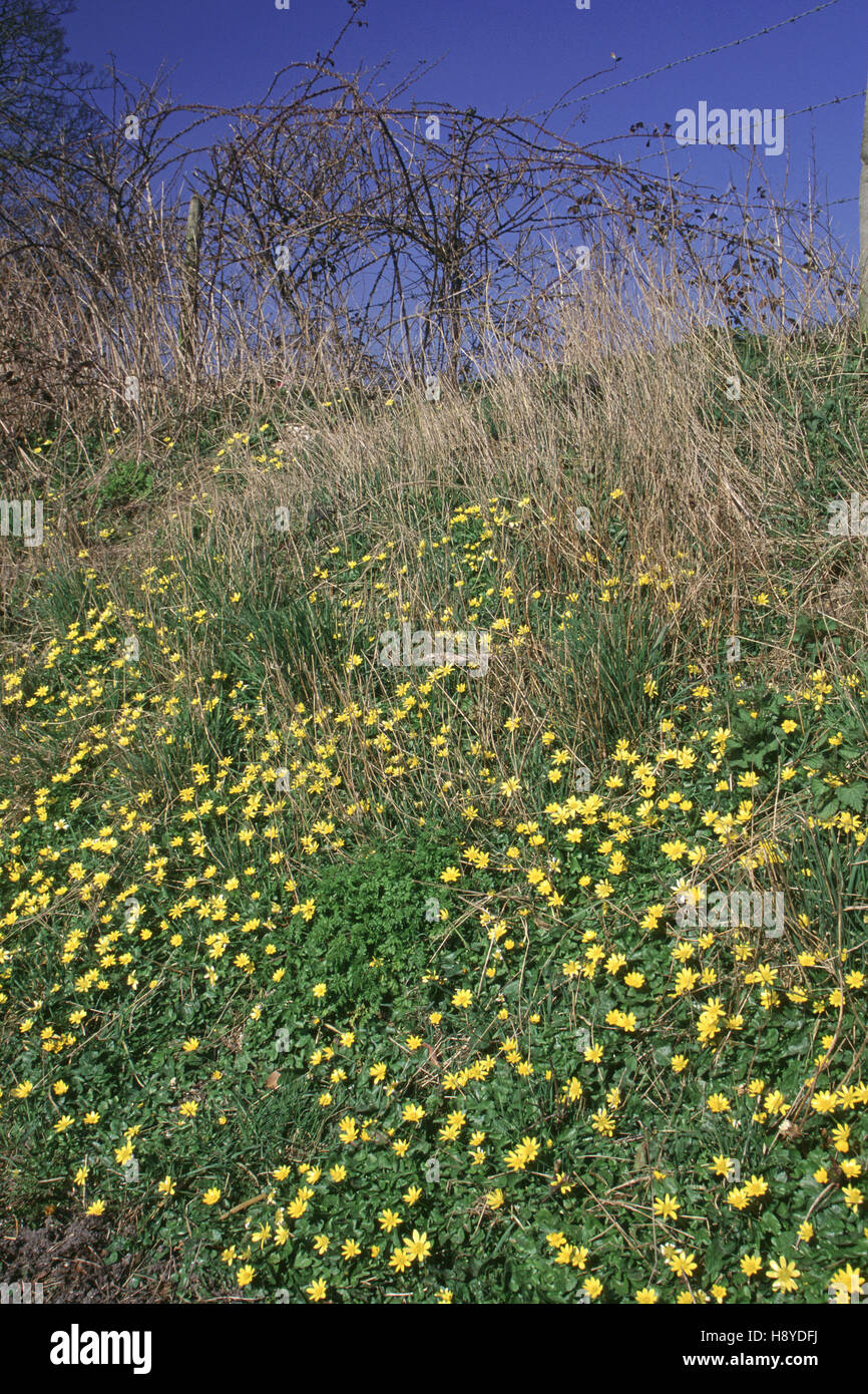 Lesser celandine Ranunculus ficaria Stock Photo