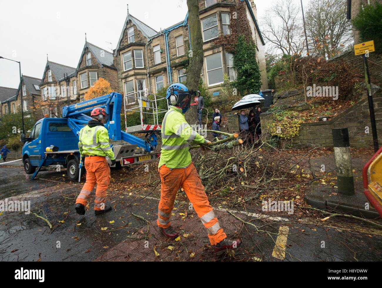 Members of the public look on as contractors cut down a tree in Rustlings Road, where three people protesting against a controversial tree felling programme have been arrested after council contractors started cutting down trees with chainsaws before dawn. Stock Photo