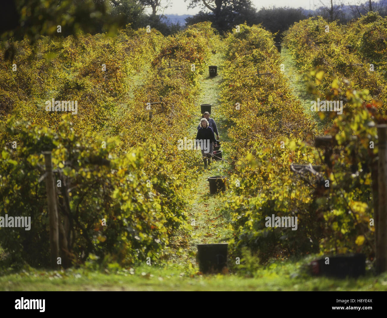 Grape pickers. Carr Taylor vineyards. Westfield. East Sussex. England. UK Stock Photo