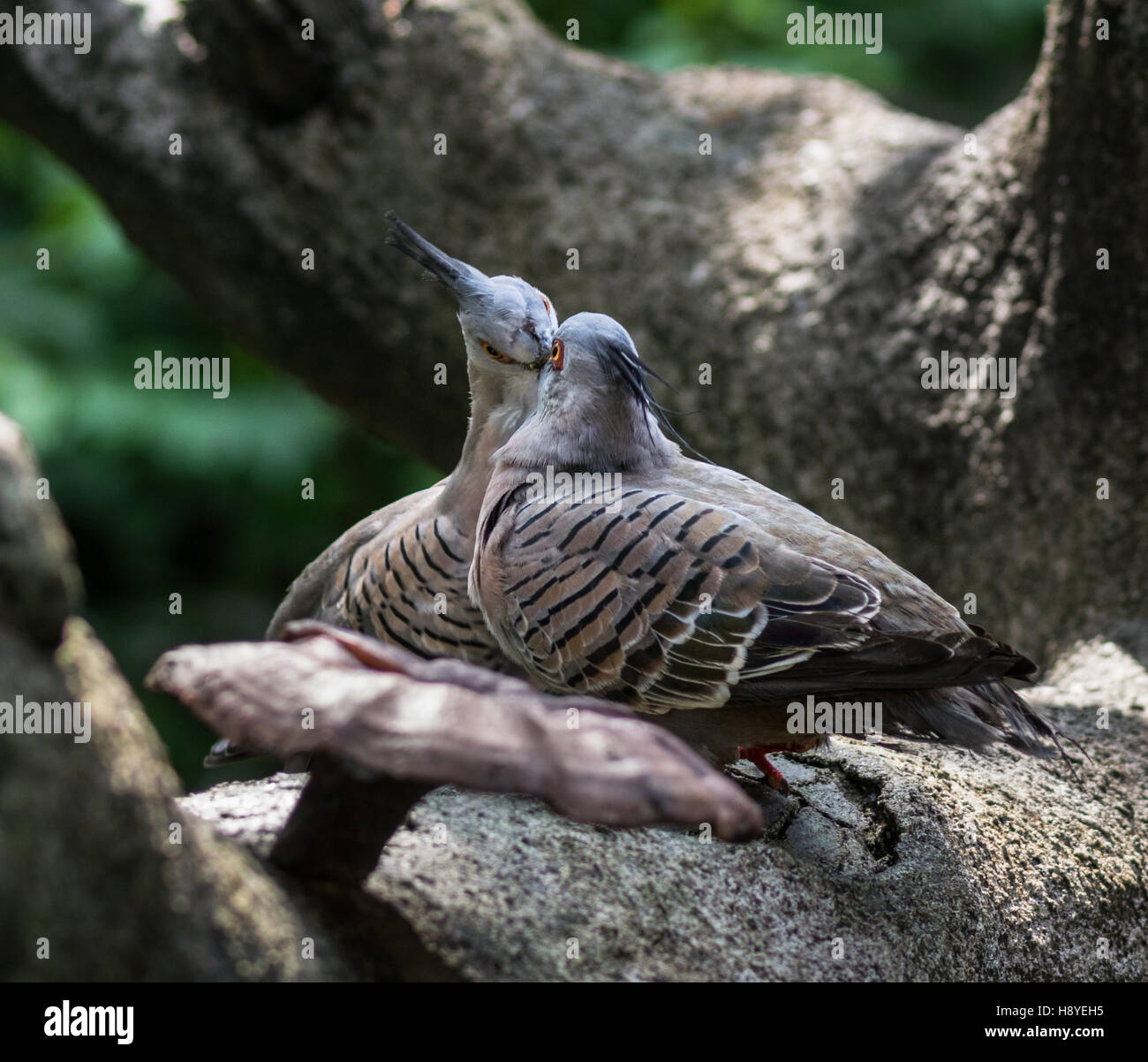 Crested pigeons (ocyphaps lophotes) either fighting or kissing at Edward Youde Aviary in Hong Kong Stock Photo