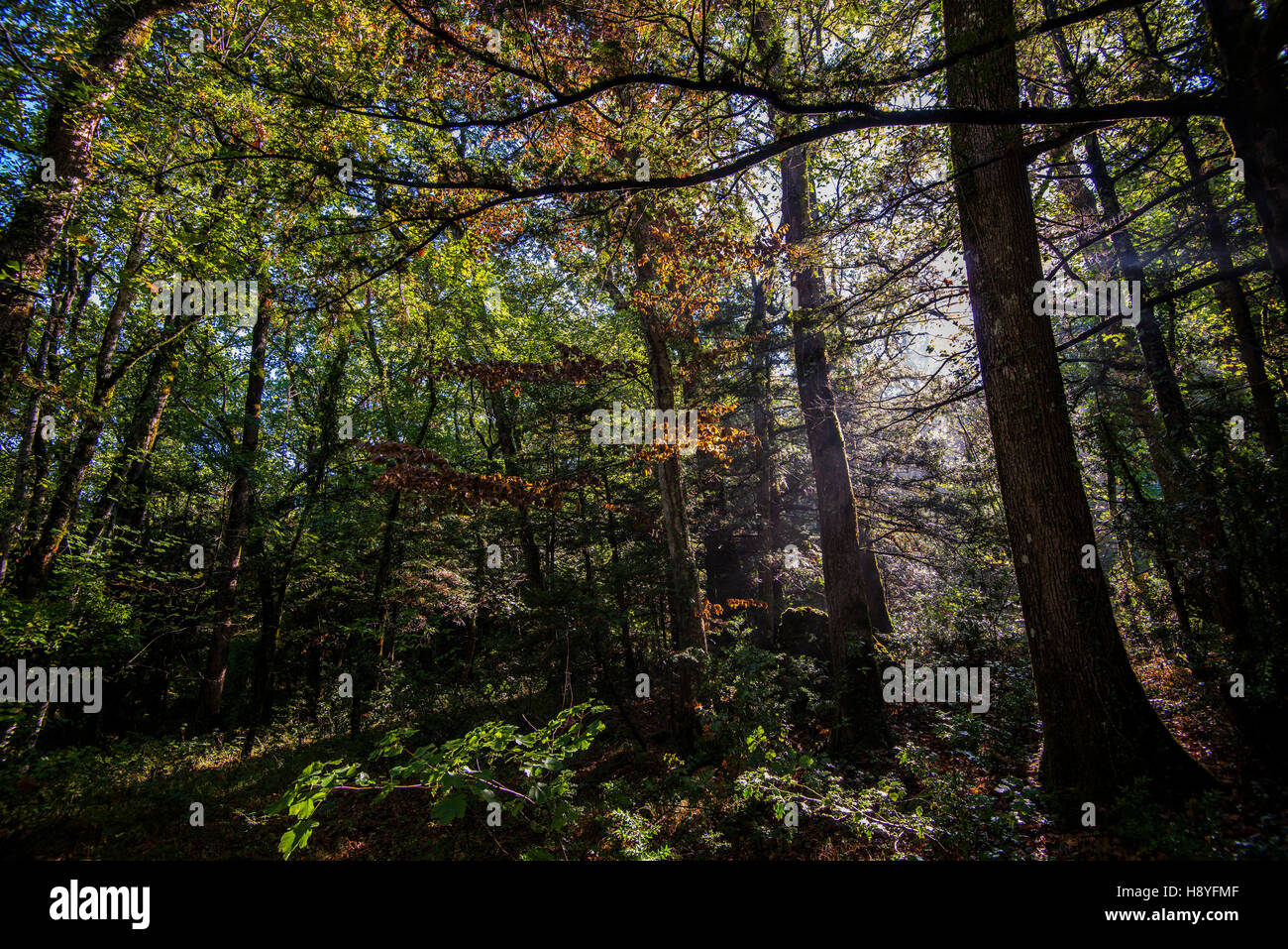 FORET DOMANIAL DE LA SAINTE BAUME VAR FRANCE 83 Stock Photo Alamy