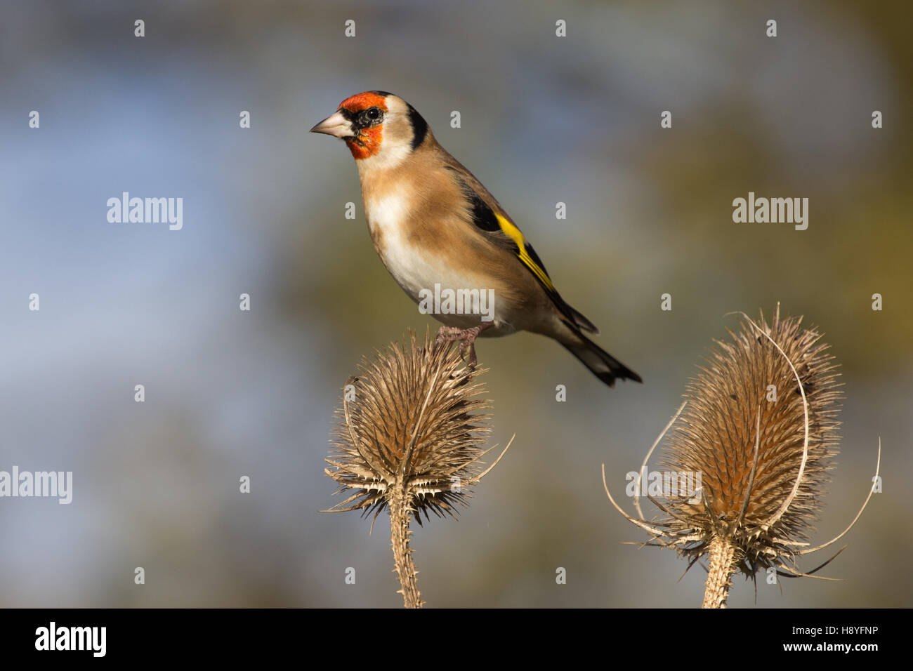 books similar to the goldfinch books similar to the goldfinch