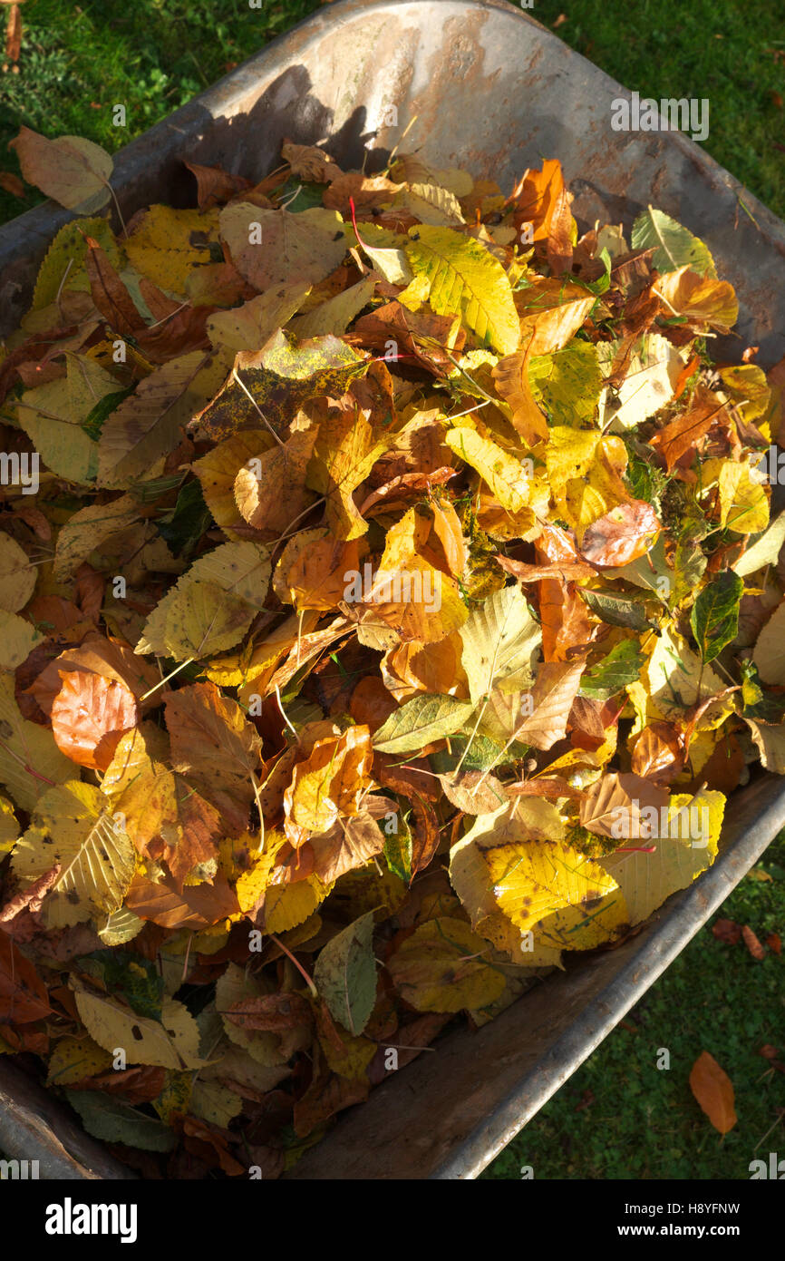 Autumn fallen golden leaves collected into a heap in a full wheelbarrow UK Stock Photo