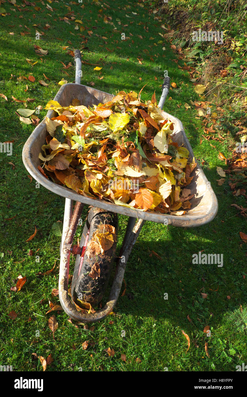 Sunny autumn day with a garden wheelbarrow full of collected fallen leaves on a lawn UK Stock Photo