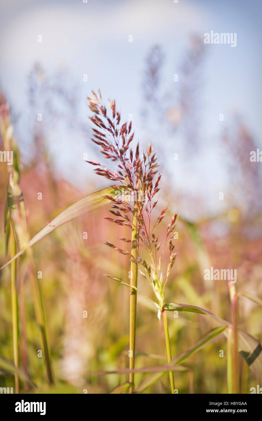 Molinia caerulea 'Moorhexe (Moor Grass), Oudolf Field, Hauser & Wirth, Somerset, UK. September. Designer Piet Oudolf Stock Photo