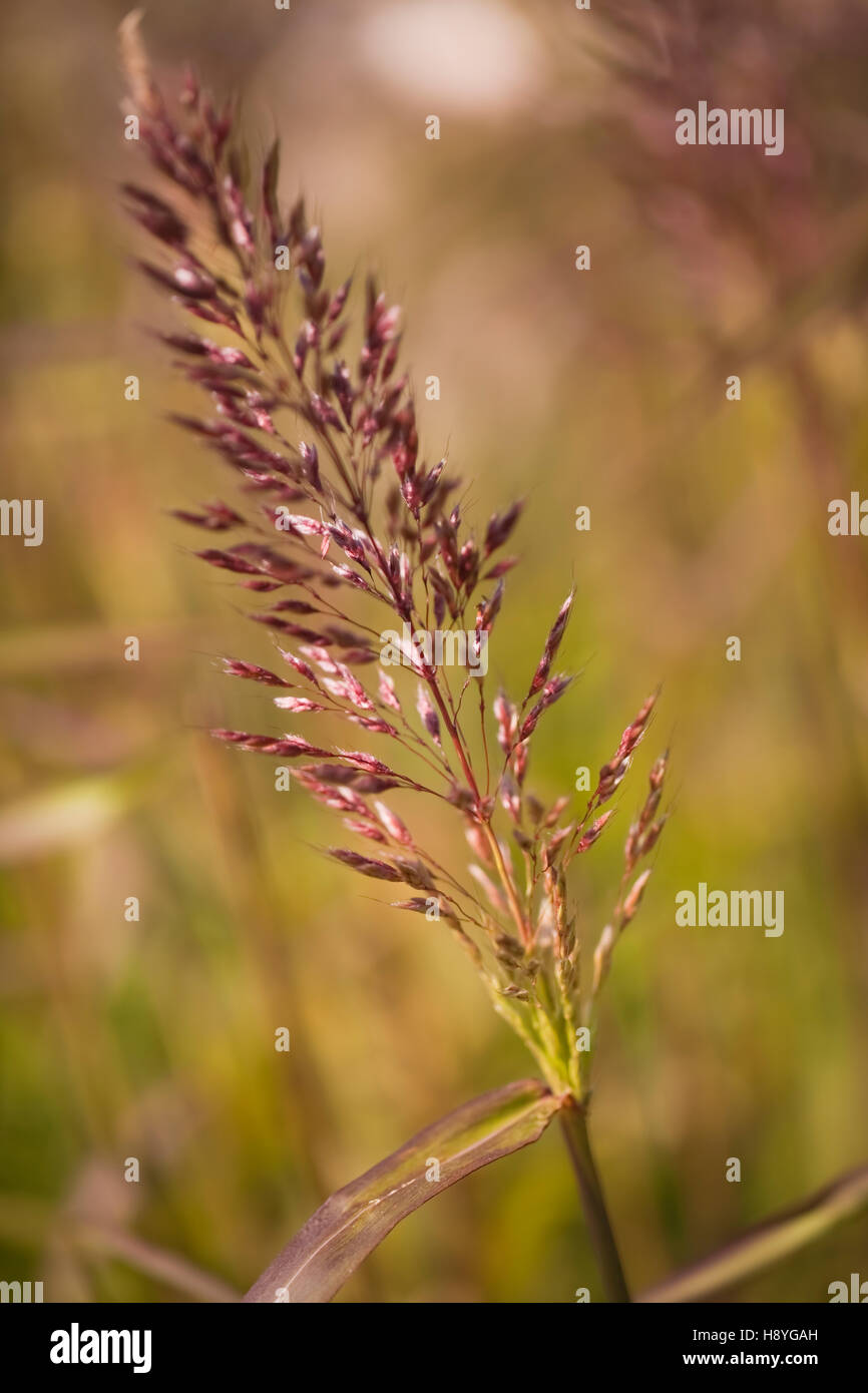 Molinia caerulea 'Moorhexe (Moor Grass), Oudolf Field, Hauser & Wirth, Somerset, UK. September. Designer Piet Oudolf Stock Photo