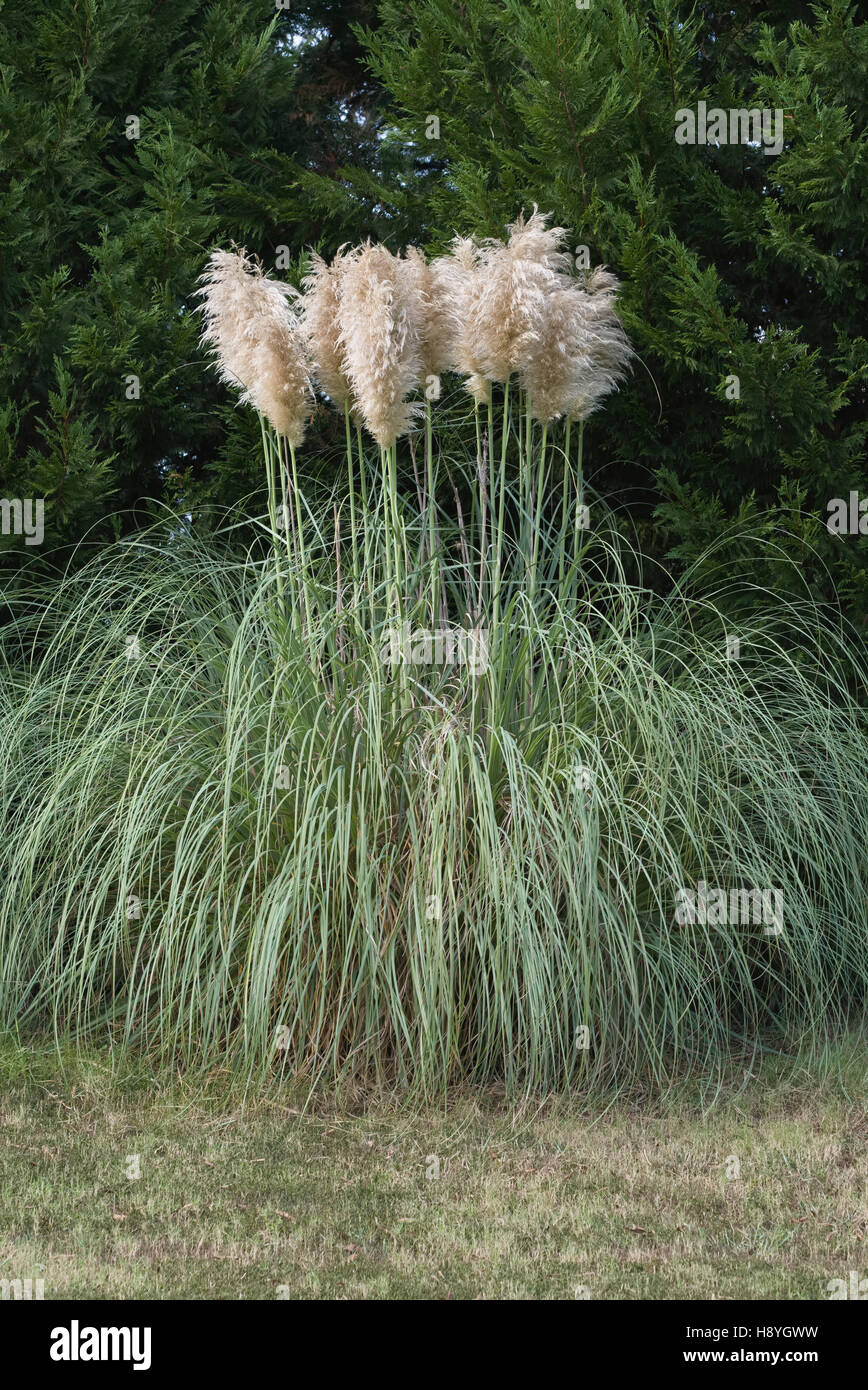 Pampas grass not cortaderia not bouquet hires stock photography and