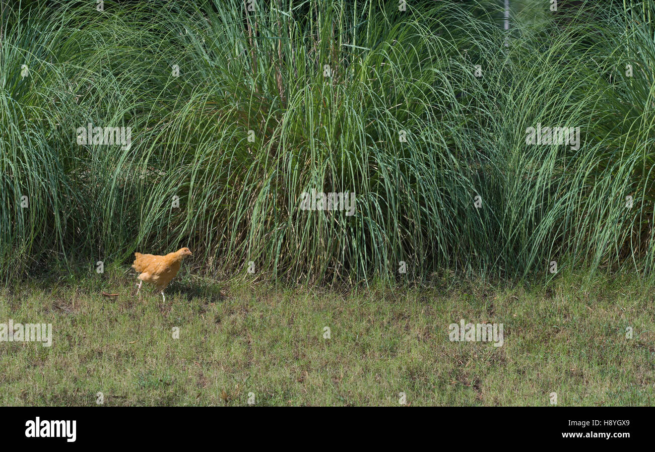 little Orpington chicken baby juvenile in front of pampas grass Stock Photo
