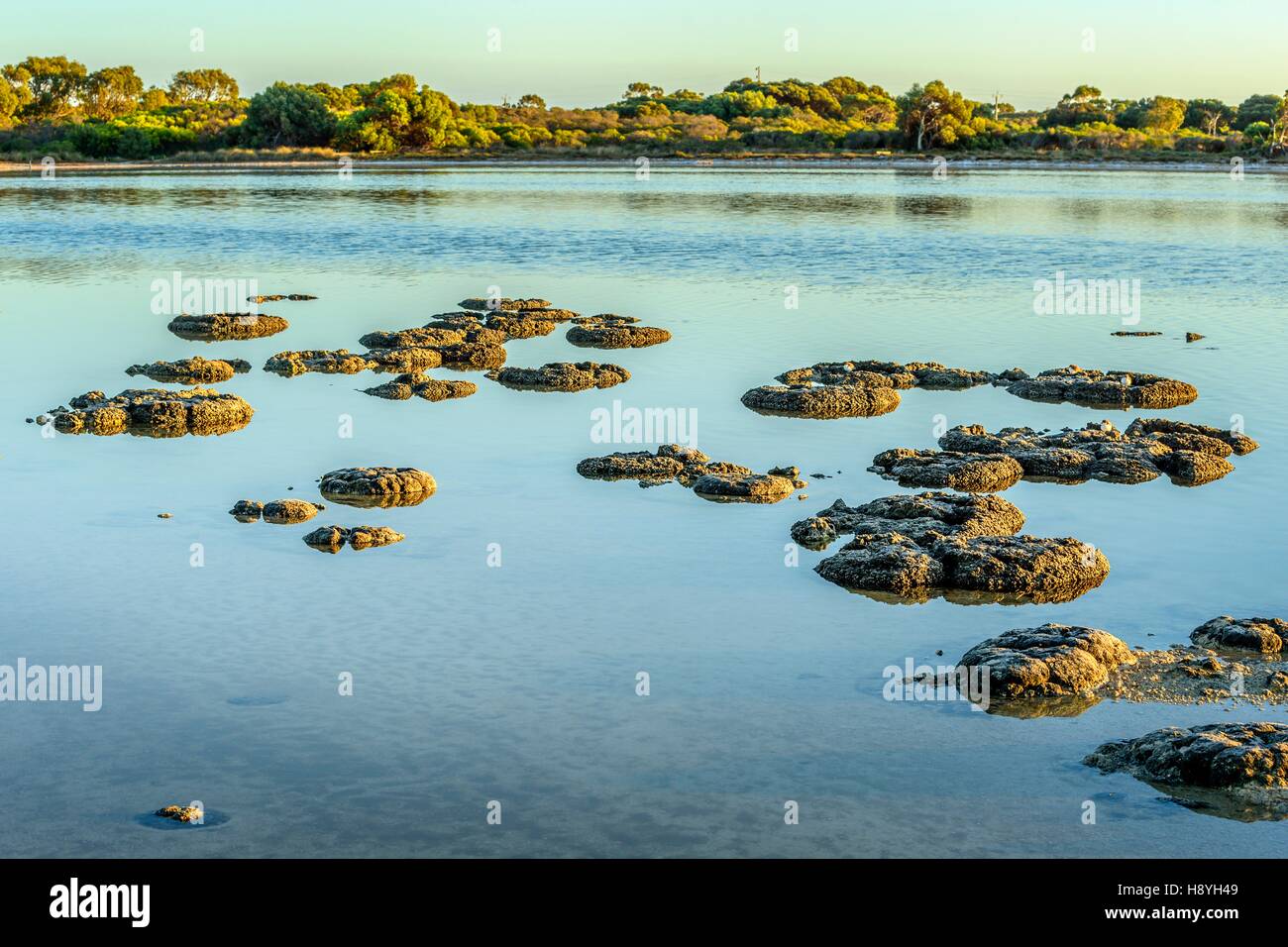 stromatolites-thetis-lake-western-australia-stock-photo-alamy