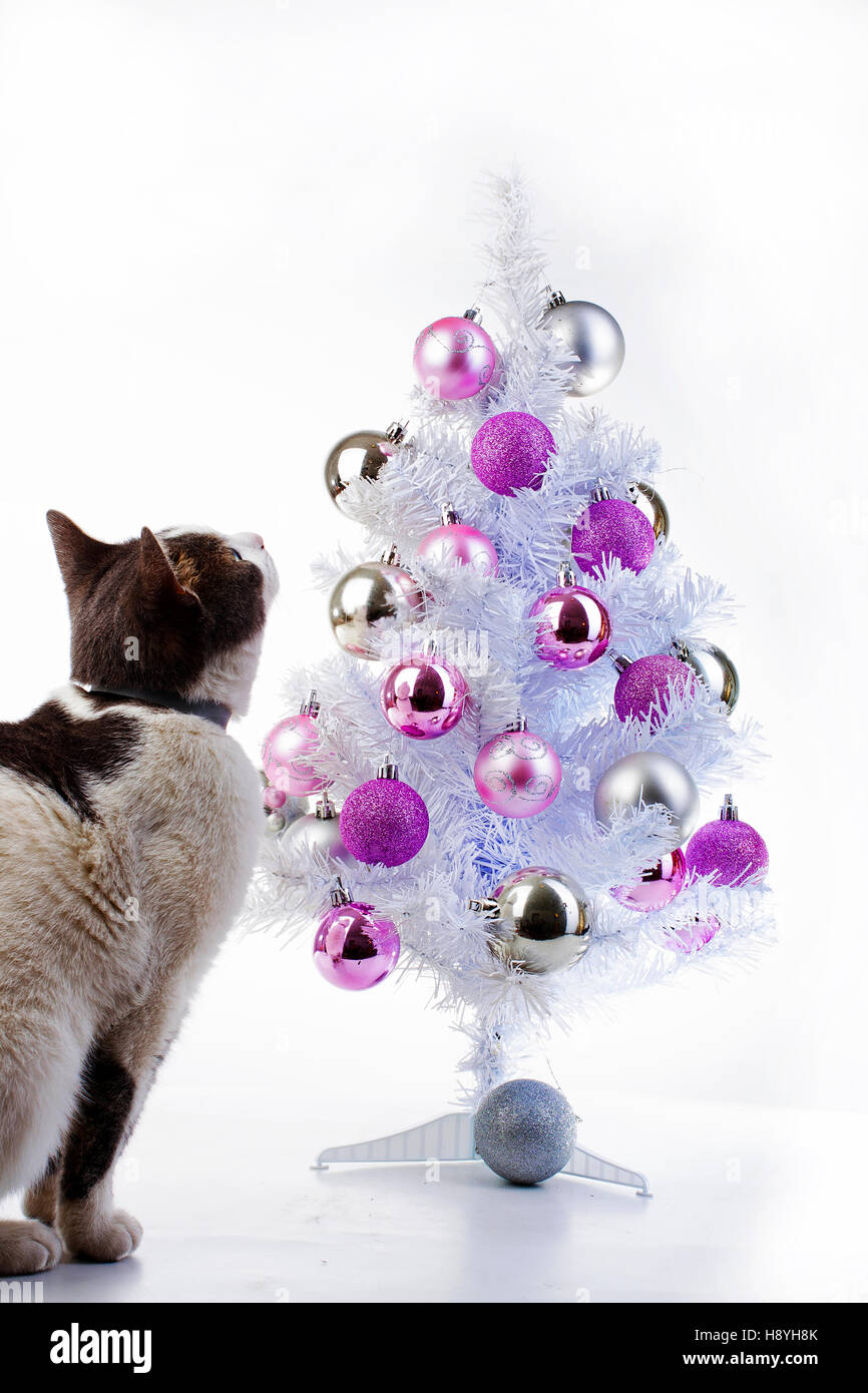 Cat play christmas ornaments hires stock photography and images Alamy