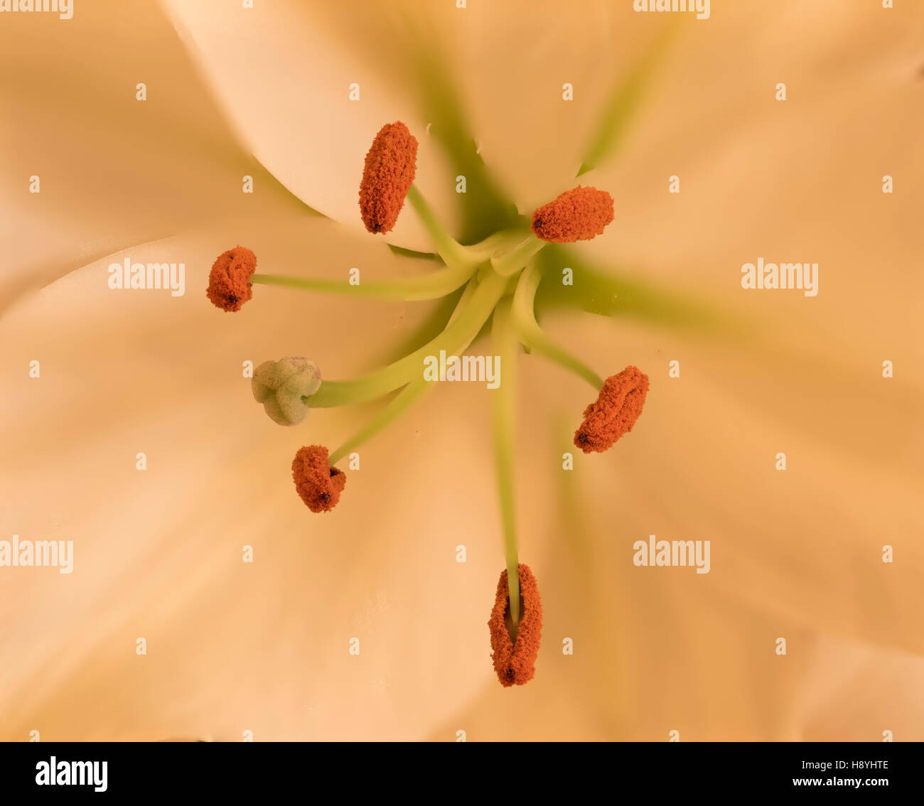Lily, showing the stamen and pistil details Stock Photo