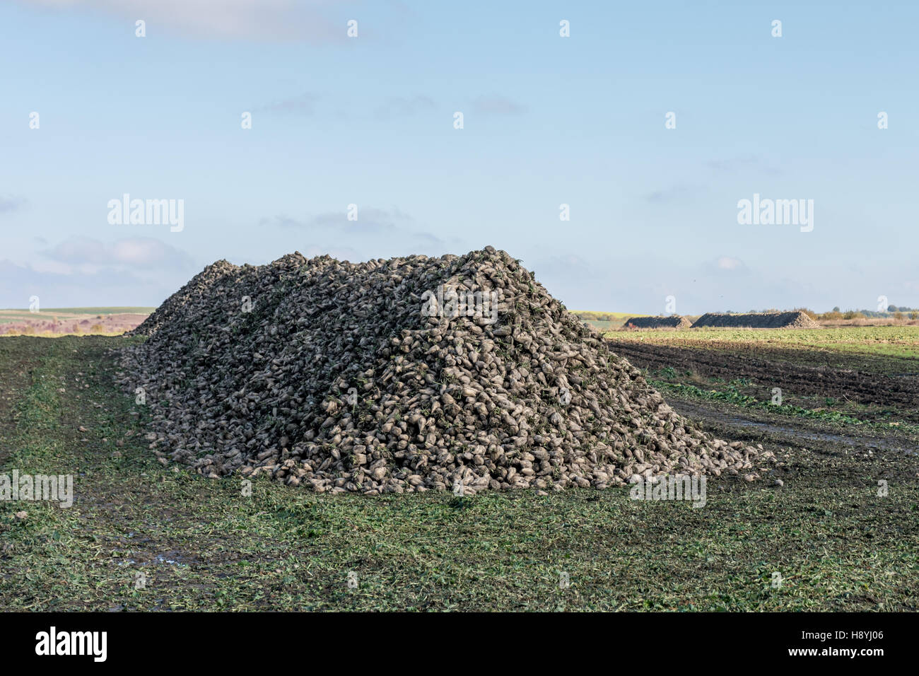 sugar beet heap on autumn field Stock Photo