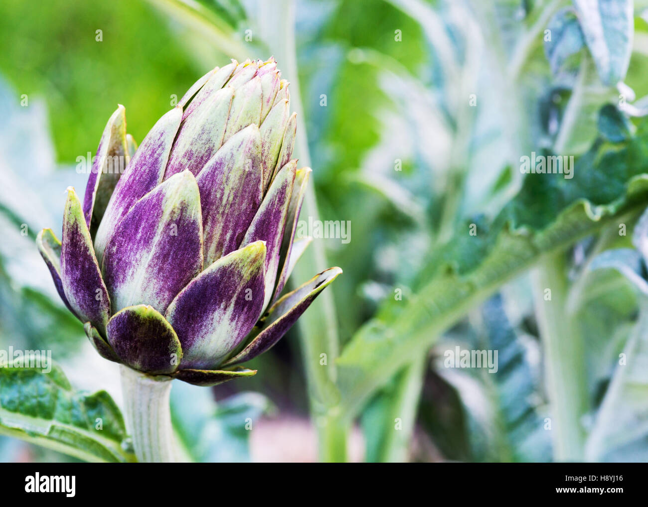 Single organic purple artichoke growing in a home garden allotment, background has a soft focus for the use of copy space Stock Photo