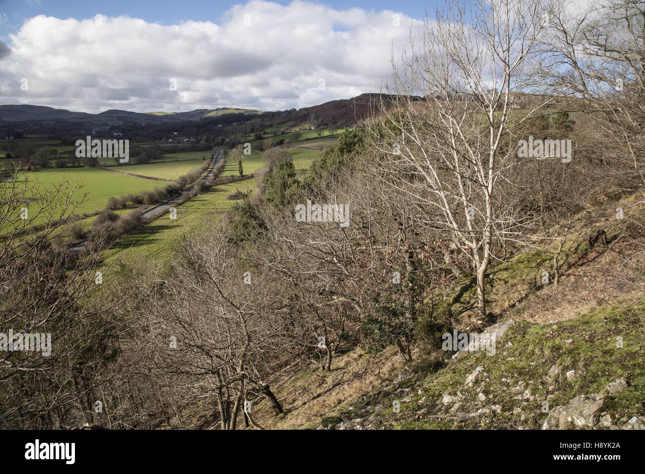 Colonising mixed woodland at Stanner Rocks National Nature Reserve,  Powys Stock Photo
